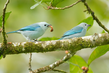 Blue-gray tanager (Thraupis episcopus) is a medium-sized South American songbird of the tanager family, Thraupidae. Its range is from Mexico south to northeast Bolivia and northern Brazil