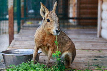 Patagonian hare close up
