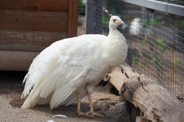 The beautiful white peacock