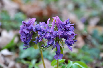 Obraz premium In spring, Corydalis cava blooms in the forest