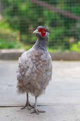Pheasant walks in the yard