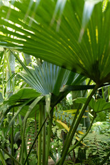 Obraz na płótnie Canvas palm tree 