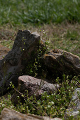 Fototapeta na wymiar moss rocks stacked