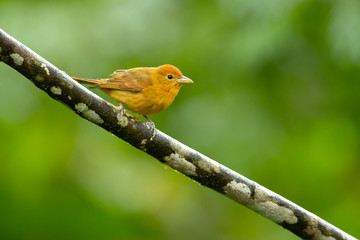 The summer tanager (Piranga rubra) is a medium-sized American songbird. Formerly placed in the tanager family (Thraupidae)