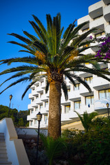 Fototapeta na wymiar beautiful huge Palm Trees in tropical hotel garden