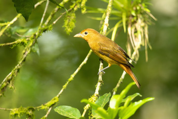 Obraz premium The summer tanager (Piranga rubra) is a medium-sized American songbird. Formerly placed in the tanager family (Thraupidae)