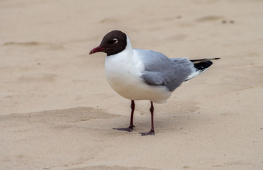 White-gray gull with a black head on the background of the sand of the beach.