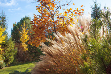 Beautiful alpine hill with trees, bushes and ornamental grasses in the autumn park. 