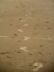 Many bare footprints on the wet sand of a beach