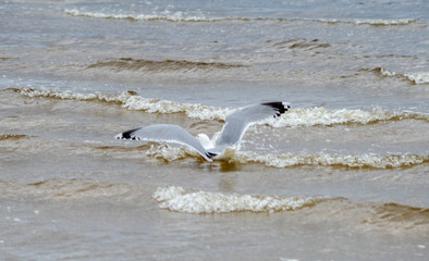 A seagull on the sandy shore of the Baltic Sea in cloudy weather.