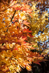 Beautiful autumn trees and bushes in the park. A bright orange-red Japanese maple. Thickets, interweaving of plants.