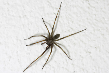 A huge house Spider (Tegenaria atrica) on the white wall