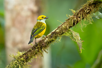 Silver-throated tanager (Tangara icterocephala) is a small passerine bird. This brightly coloured tanager is a resident from Costa Rica, through Panama and western Colombia, to western Ecuador.