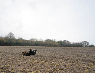 Happy Bernese Mountain Dog rolling on the muddy field, paws in the air 