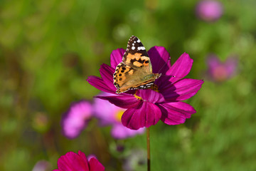 Close-up of a colorful butterfly on a blossom of a flower meadow in summer in Germany