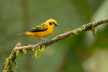 Golden tanager (Tangara arthus) is a species of bird in the family Thraupidae. It is widespread and often common in highland forests of the Andes 