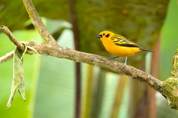 Golden tanager (Tangara arthus) is a species of bird in the family Thraupidae. It is widespread and often common in highland forests of the Andes 