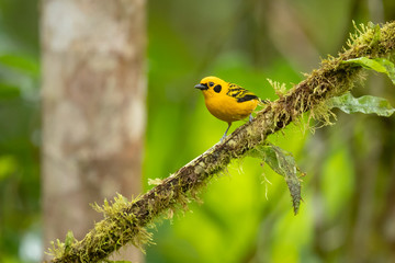 Golden tanager (Tangara arthus) is a species of bird in the family Thraupidae. It is widespread and often common in highland forests of the Andes 
