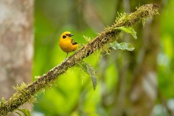 Golden tanager (Tangara arthus) is a species of bird in the family Thraupidae. It is widespread and often common in highland forests of the Andes 