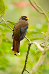 Fototapeta premium Masked trogon (Trogon personatus) is a species of bird in the family Trogonidae. It is fairly common in humid highland forests in South America, mainly the Andes and tepuis. 