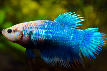 Aqua White Betta