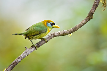Red-headed barbet (Eubucco bourcierii) is a species of bird in the family Capitonidae. It is found in humid highland forest in Costa Rica and Panama, as well as the Andes