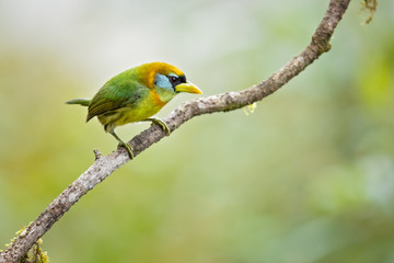 Red-headed barbet (Eubucco bourcierii) is a species of bird in the family Capitonidae. It is found in humid highland forest in Costa Rica and Panama, as well as the Andes
