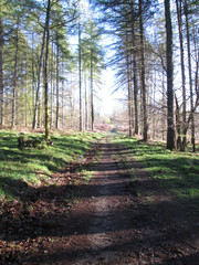 Long And Straight Forest Of Dean Walkway