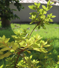 Abstracts textures and garden photography	