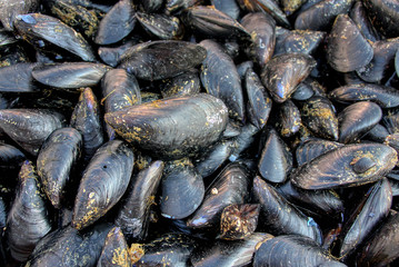 Seafood - Black mussels of Taranto