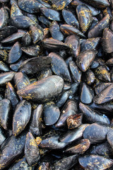 Seafood - Black mussels of Taranto