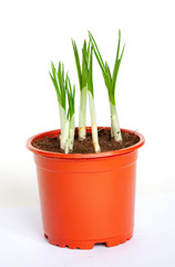 Crocus shoots in a pot isolated on a white background. Spring flowers
