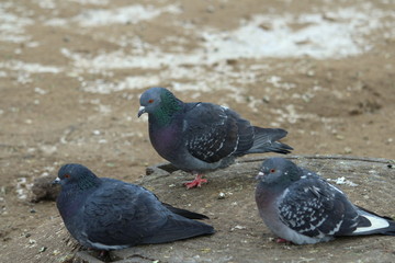 City pigeons walks on the dirty snow and frozen sand. Urban wildlife. Beautiful animal