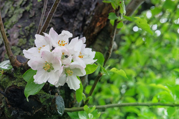 Apple tree is blooming with white petals. Spring background of nature, closeup. Greeting card for Womens day. Blooming green garden in springtime.