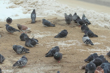 Fototapeta premium City pigeons walks on the dirty snow and frozen sand. Urban wildlife. Beautiful animal
