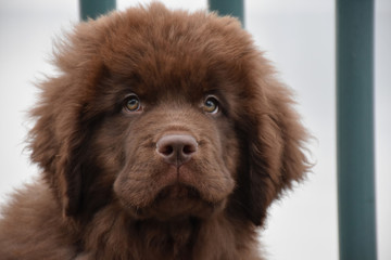 Concerned Look on the Face of a Brown Newfoundland Pup