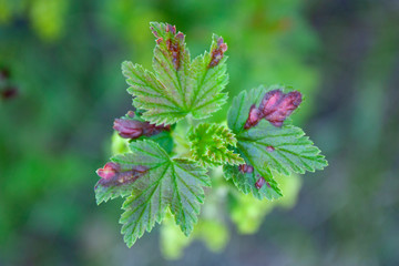 Sick currants close-up. Ill leaves of currant bush in the garden. Fungal disease leaves anthracnose...