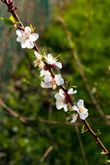 Apricot blossom in Moscow region. First apricot blossom. White apricot flowers in garden.