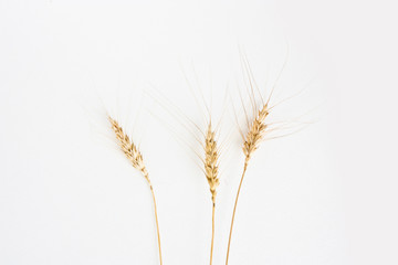 Three Ears of wheat on a white background