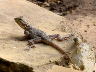 Naklejka na ściany i meble Small gecko (Senegal, West Africa)