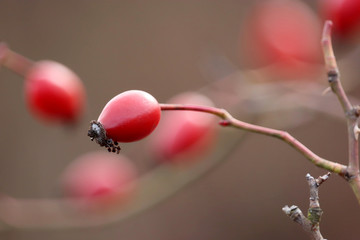 Rosehip berries on bush growing in the forest. Ripe medicinal fruits of briar, healing plants