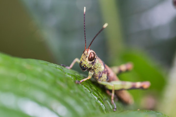 eye of a grasshopper
