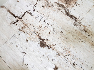 Top view Termite damage on the floor. Close up Garbage bag and termite damage on the floor in the...