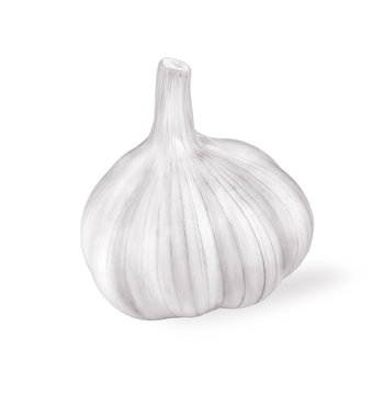 Fresh garlic bulbs isolated on a white background