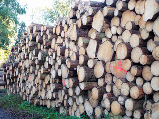 Lagerplatz - gerodete Baumstämme trocknen im Wald	