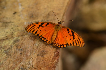 Gulf Fritillary butterfly, Macro image of an insect from the Southern States of America.