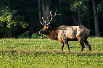 Naklejka premium Male elk in the fall of the year during rutting season in late day sun. PA is home to the largest free roaming elk herd in Northeastern United States. They can be heard bugling during the rut.