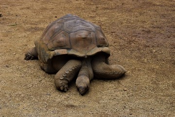 A giant Tortoise relaxing with cool and calm