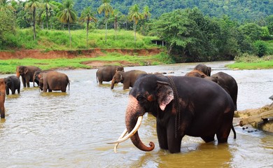 The Asian elephant is the largest living land animal in Asia.
