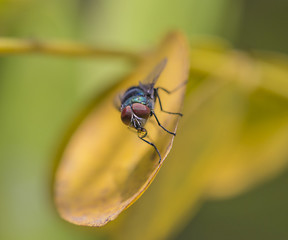 drinking fly